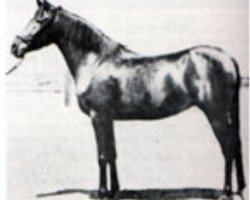 broodmare Hind 1929 RAS (Arabian purebred, 1929, from Ibn Rabdan 1917 RAS)