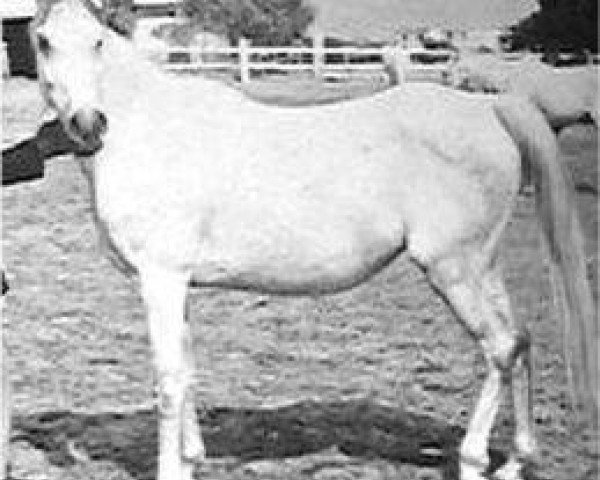 stallion Farasha EAO (Arabian purebred, 1951, from Sid Abouhom 1936 RAS)