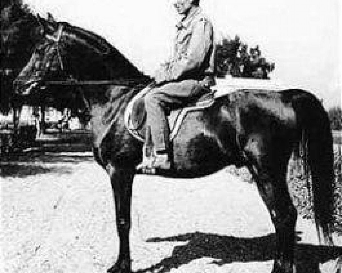Deckhengst El Sareei 1942 RAS (Vollblutaraber, 1942, von Shahloul 1931 RAS)