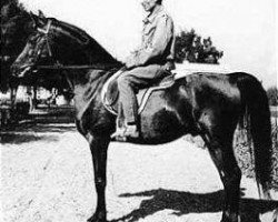 stallion El Sareei 1942 RAS (Arabian purebred, 1942, from Shahloul 1931 RAS)