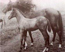 broodmare Dajania RAS (Arabian purebred, 1876, from Kehilan Ajuz Dejani ox)