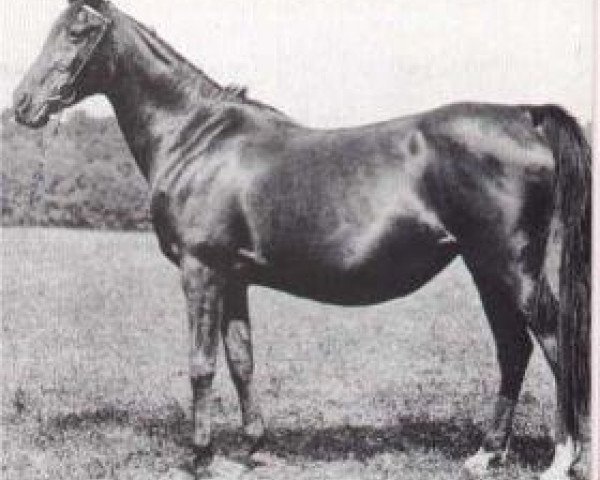 broodmare Narghileh 1895 ox (Arabian purebred, 1895, from Mesaoud 1887 RAS)