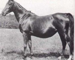 broodmare Narghileh 1895 ox (Arabian purebred, 1895, from Mesaoud 1887 RAS)