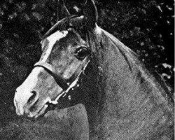 stallion Nasik 1908 ox (Arabian purebred, 1908, from Rijm 1901 ox)