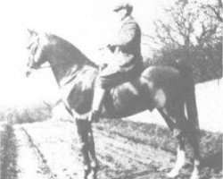 stallion Rafeef ox (Arabian purebred, 1917, from Nasik 1908 ox)