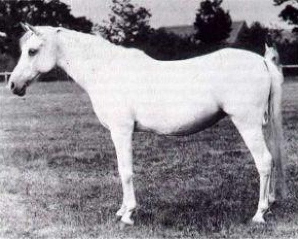 Zuchtstute Sobha 1879 ox (Vollblutaraber, 1879, von Wazir 1863 ox)