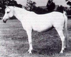broodmare Sobha 1879 ox (Arabian purebred, 1879, from Wazir 1863 ox)