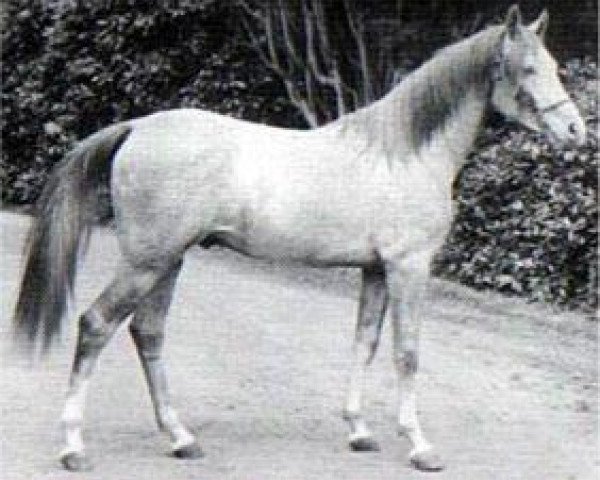 stallion Seyal 1897 ox (Arabian purebred, 1897, from Mesaoud 1887 RAS)