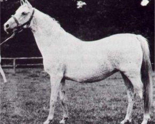 Zuchtstute Bukra 1896 EAO (Vollblutaraber, 1896, von Ahmar 1890 ox)