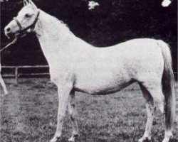 broodmare Bukra 1896 EAO (Arabian purebred, 1896, from Ahmar 1890 ox)