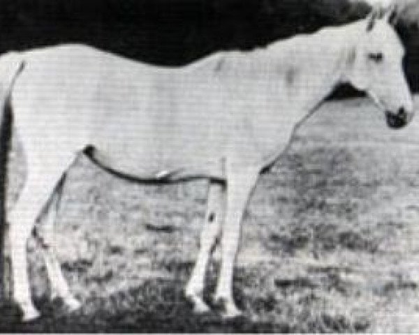 broodmare Bozra 1881 EAO (Arabian purebred, 1881, from Pharaoh 1876 DB) broodmare Bozra 1881 EAO (Arabian purebred, 1881, from Pharaoh 1876 DB)