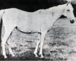 broodmare Bozra 1881 EAO (Arabian purebred, 1881, from Pharaoh 1876 DB)
