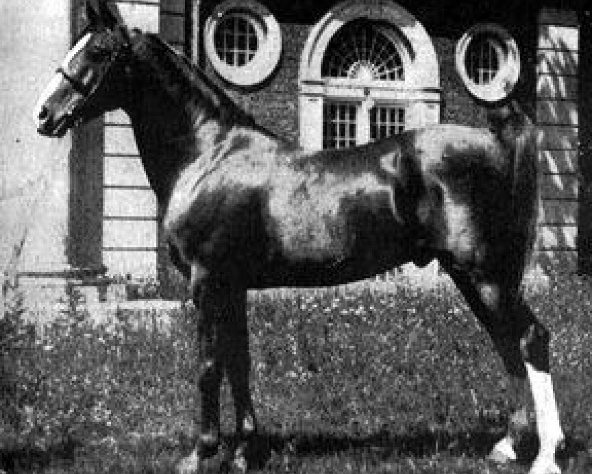 stallion Nureddin II 1911 ox (Arabian purebred, 1911, from Rijm 1901 ox)