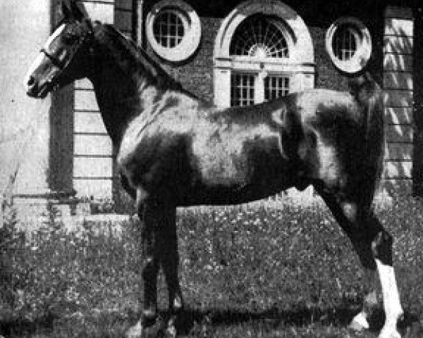 Deckhengst Nureddin II 1911 ox (Vollblutaraber, 1911, von Rijm 1901 ox)