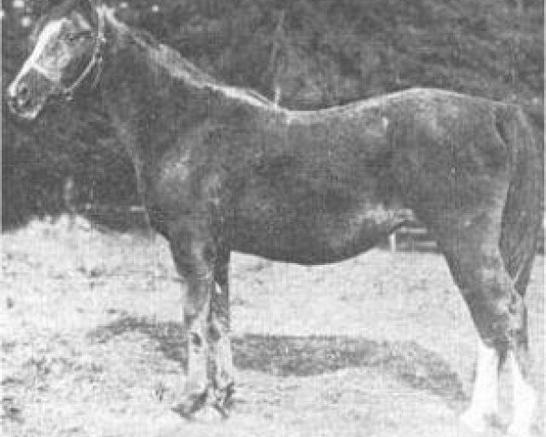 broodmare Feluka 1899 ox (Arabian purebred, 1899, from Mesaoud 1887 RAS)
