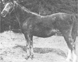 broodmare Feluka 1899 ox (Arabian purebred, 1899, from Mesaoud 1887 RAS)