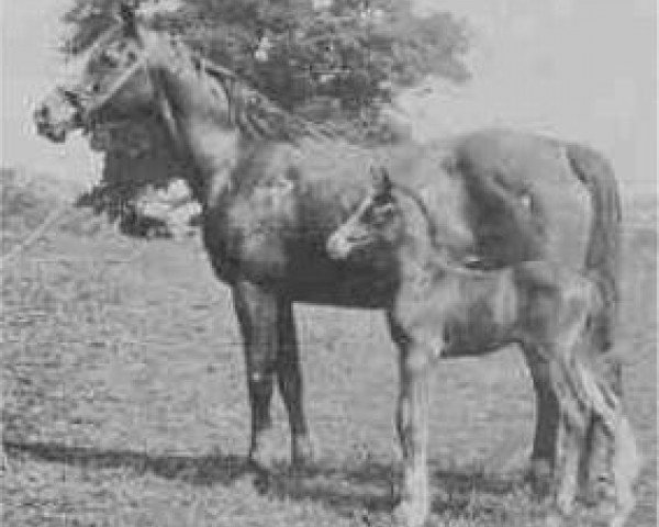 broodmare Fejr ox (Arabian purebred, 1911, from Rijm 1901 ox)