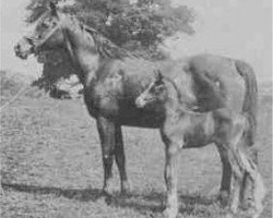 broodmare Fejr ox (Arabian purebred, 1911, from Rijm 1901 ox)