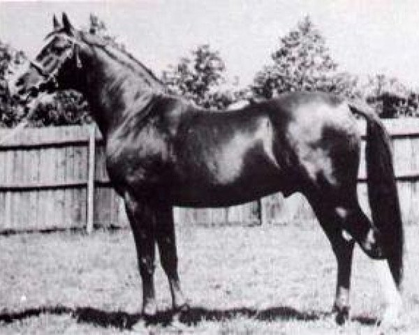 stallion Faris ox (Arabian purebred, 1924, from Nureddin II 1911 ox)