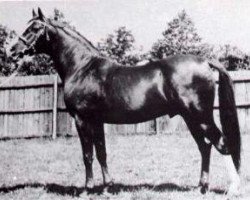 stallion Faris ox (Arabian purebred, 1924, from Nureddin II 1911 ox)
