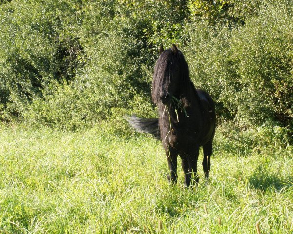 horse Wubbe oet Scharmer (Friese, 1999, from Anton 343)