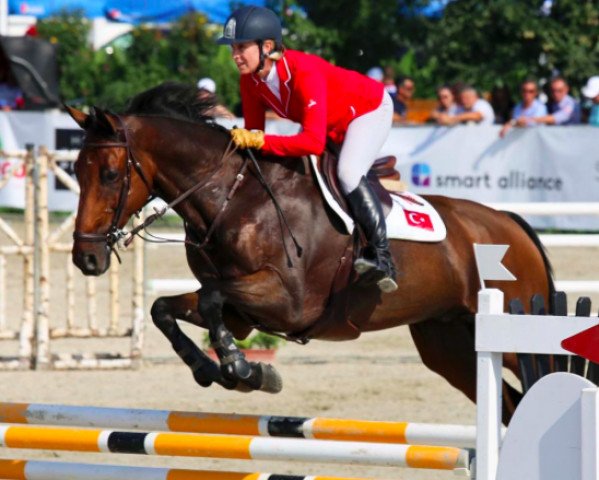 Springpferd Speed de La Croix (Selle Français, 2006, von Hurlevent de Breka)