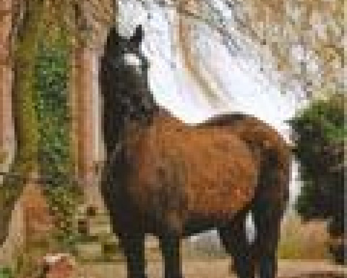 Broodmare Pikantje (Hanoverian, 1978, from Pik Bube I) - Schwartze-Hof