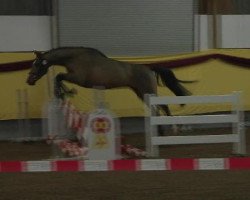 jumper Clabauter (Bavarian, 2009)