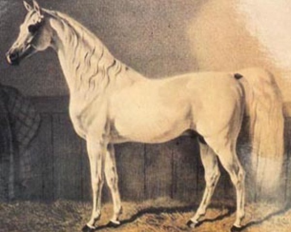 Deckhengst Amurath I 1829 ox (Vollblutaraber, 1829, von Bairactar DB) Deckhengst Amurath I 1829 ox (Vollblutaraber, 1829, von Bairactar DB)