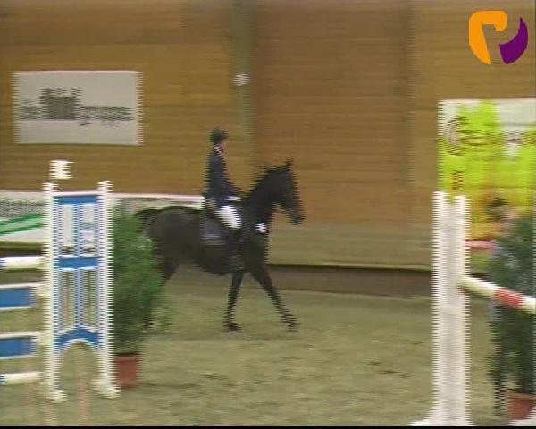 jumper Cancellara (Hanoverian, 2005, from Contendro I)