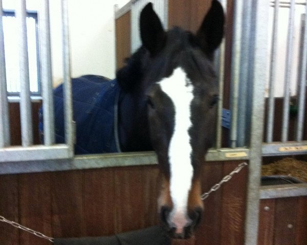 broodmare Gut Neunhofj Caty (Westphalian, 2008, from Cristallo I)