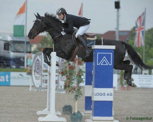 broodmare Aida Verdi (Belgian Warmblood, 2000, from Landino)