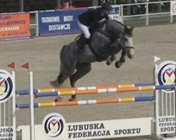 Pferd Coolensky (Deutsches Sportpferd, 2007, von Cristallo I)
