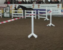 jumper Quintara (Oldenburg, 2008, from Quidamo)
