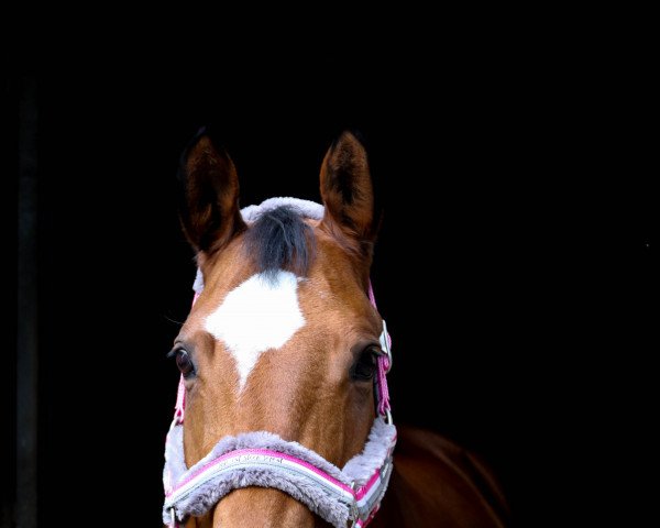 jumper Olympia 116 (Trakehner, 2007, from Bellheim) jumper Olympia 116 (Trakehner, 2007, from Bellheim)