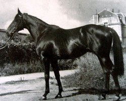 Deckhengst Ultimate xx (Englisches Vollblut, 1941, von Umidwar xx)