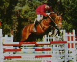 stallion Scherif d'Elle (Selle Français, 1984, from Jalisco B)