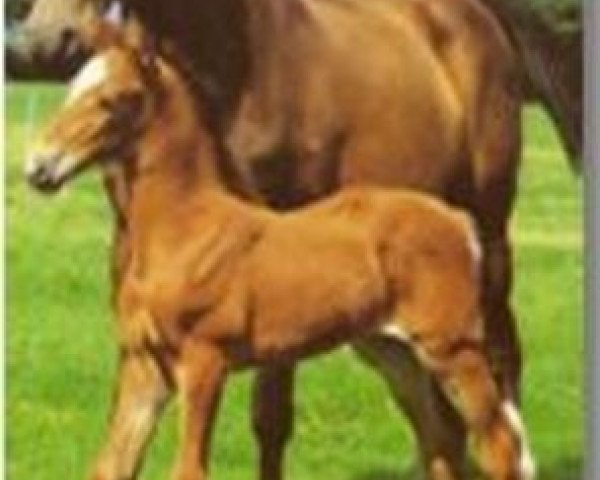 broodmare Aumina (Holsteiner, 1964, from Roman)