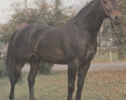 stallion Nocturn (Holsteiner, 1972, from Ladykiller xx)