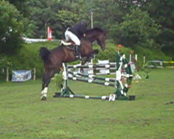 Springpferd Clou Blou (Holsteiner, 2003, von Canturo)