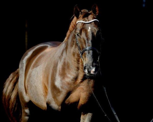 horse Da Pari (Zweibrücken, 1998, from Dream of Heidelberg I)