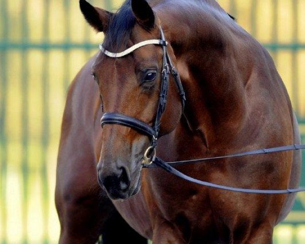 Deckhengst Bartlgut’s Aktionär (Sachsen-Anhaltiner, 2000, von Akzento)
