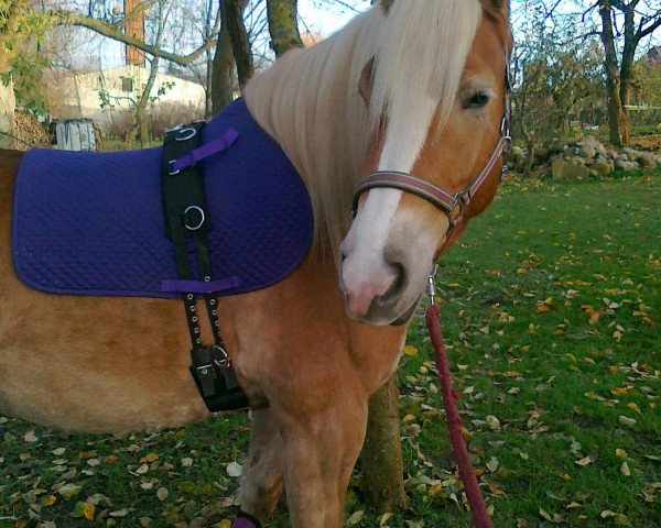 broodmare Mondlicht (Haflinger, 2008, from Nordcup) broodmare Mondlicht (Haflinger, 2008, from Nordcup)