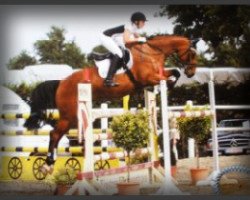 jumper Adriano BS (Holsteiner, 2002, from Acorado I)
