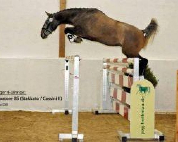 jumper Salvatore Bs (Holsteiner, 2008, from Stakkato)
