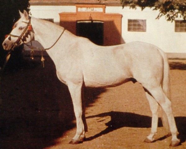 Stallone da monta Gazal VII ShA (Shagya-Arabo, 1944, di Gazal II)