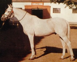stallion Gazal VII ShA (Shagya Arabian, 1944, from Gazal II)