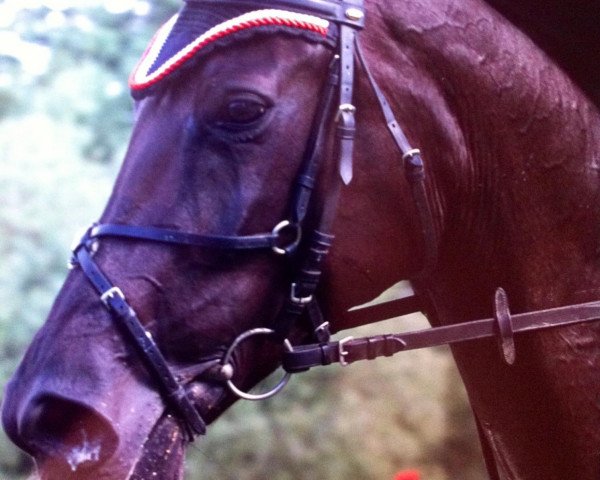 Springpferd Cabaliero H (Hannoveraner, 2004, von Conteur)