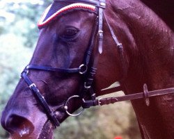 jumper Cabaliero H (Hanoverian, 2004, from Conteur)