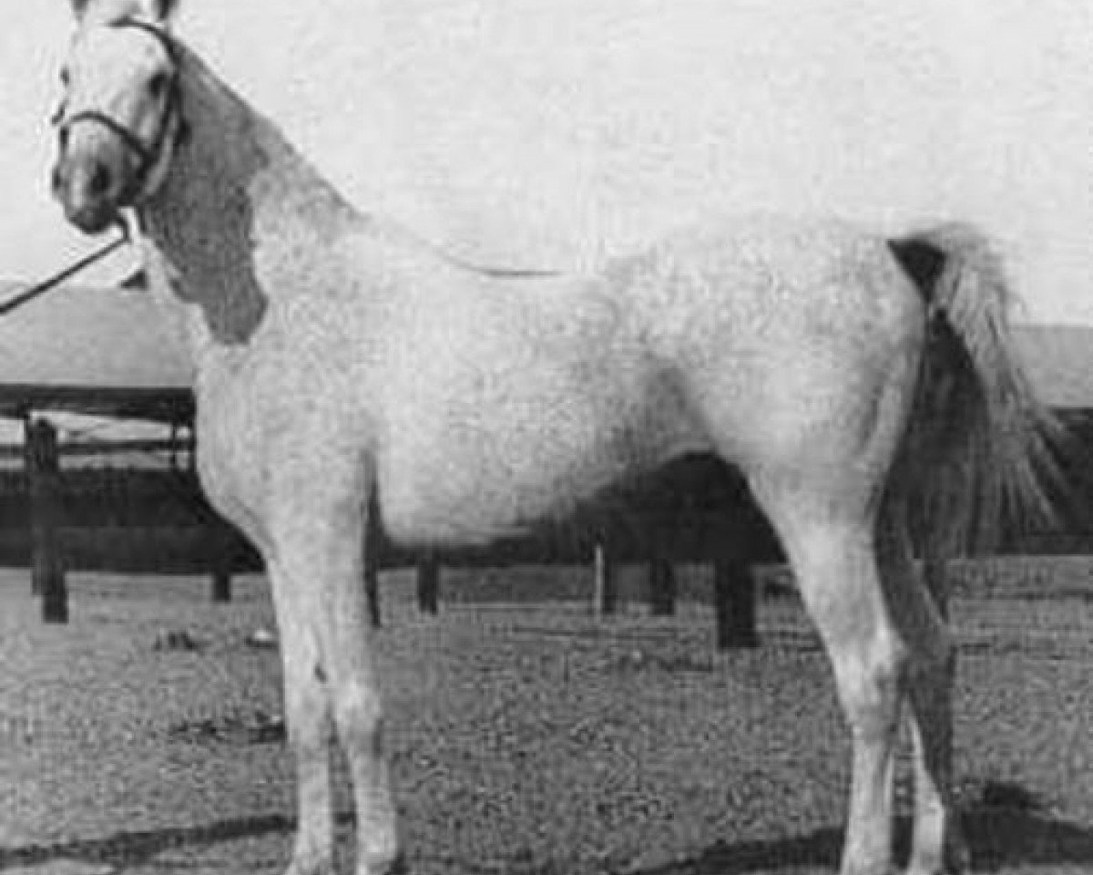 Deckhengst Gamil Manial 1912 RAS (Vollblutaraber, 1912, von Saklawi II 1895 ox)